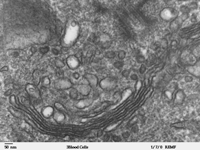 Greyscale TEM of part of a human leukocyte: a curved stack of flattened Golgi sacs crosses the lower centre, surrounded by small rounded membrane profiles. An embedded 50 nm scale bar is at bottom left.